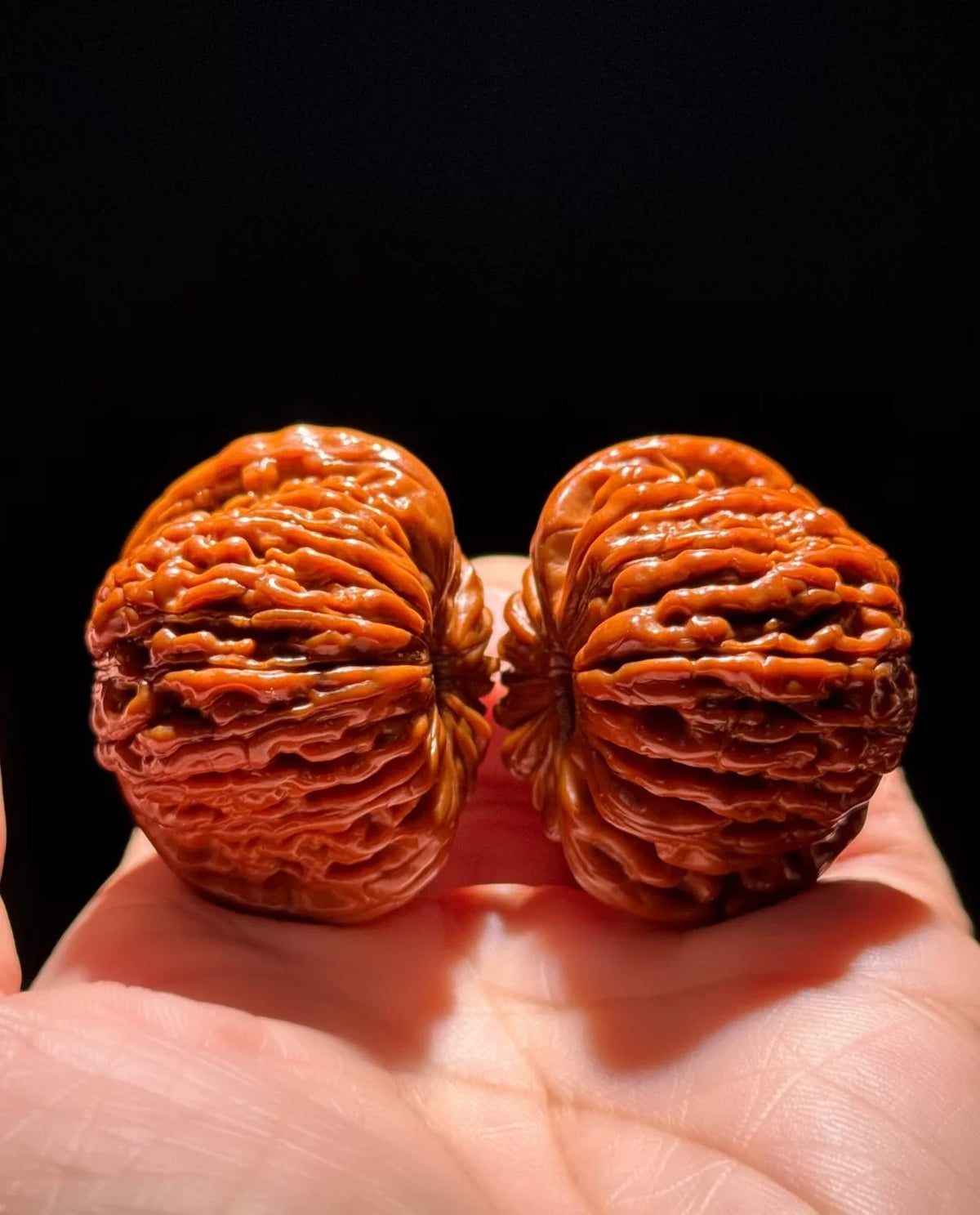 Two ridged walnuts resting together in an open palm.