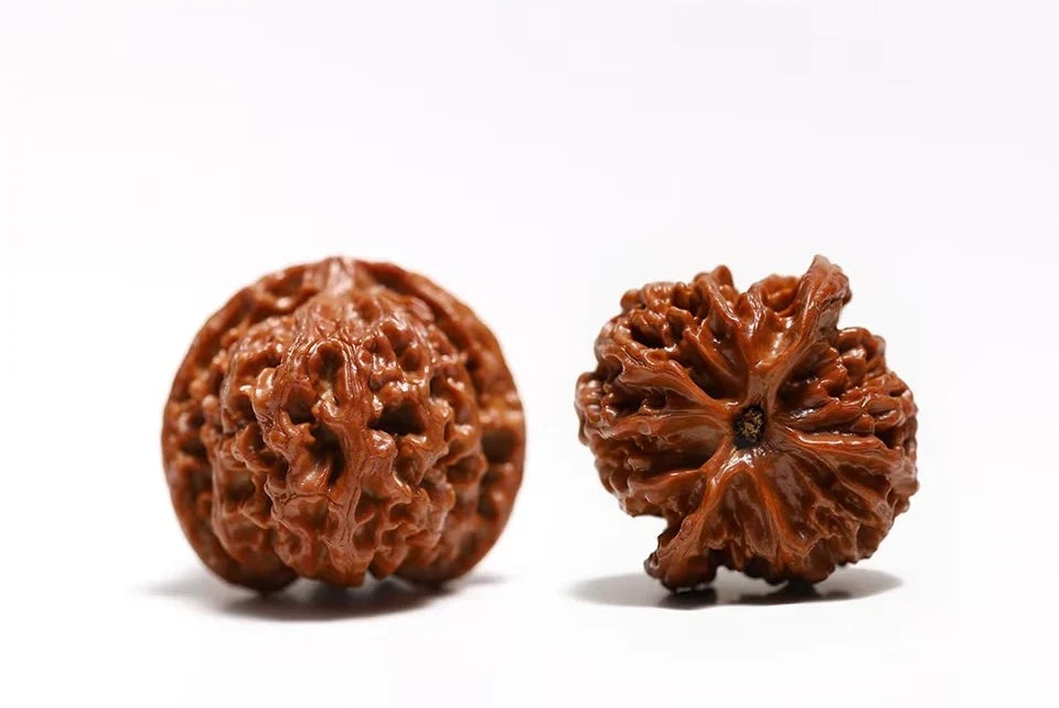 Two brown walnuts shown from different angles against a light background.