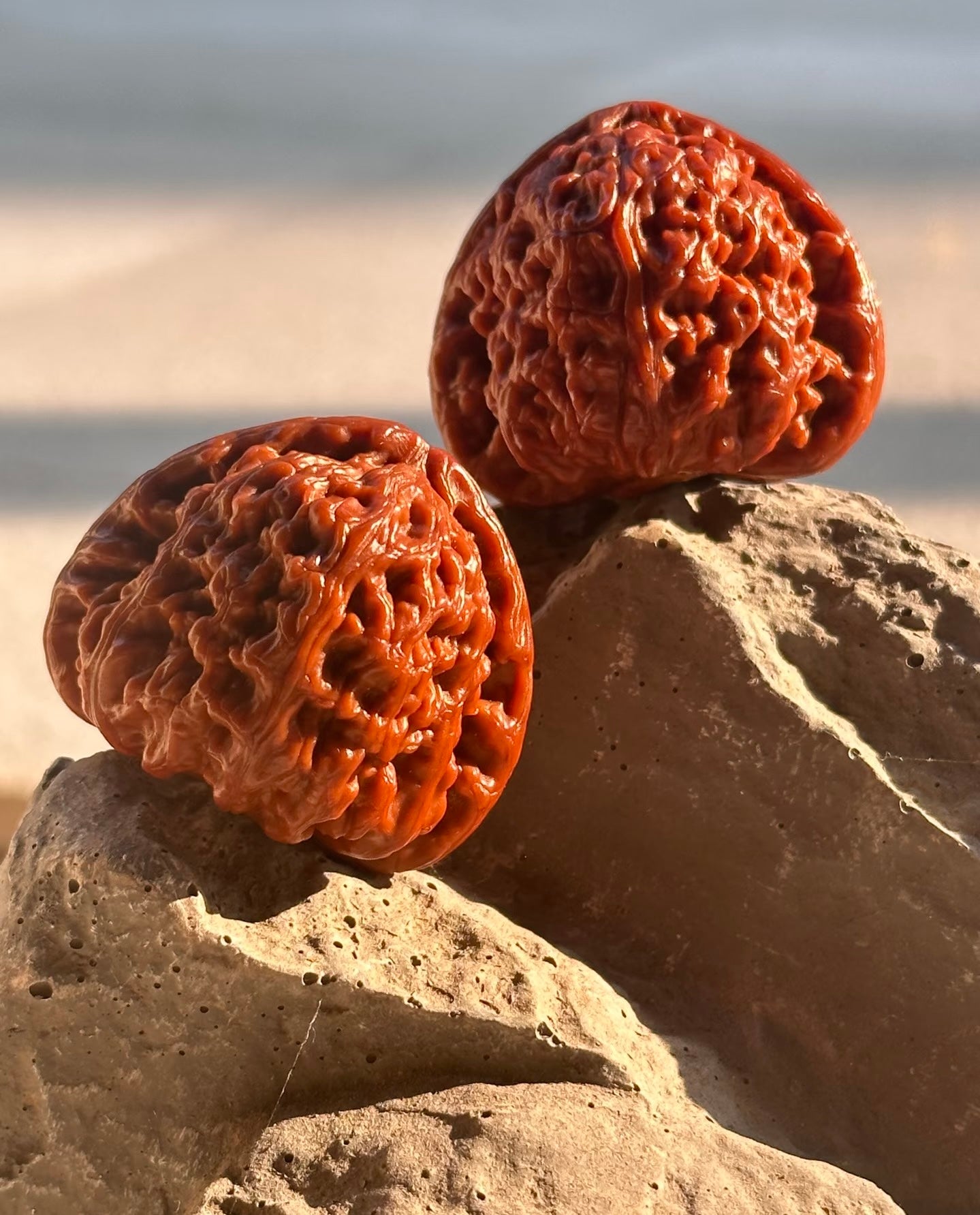 Two handled walnuts resting on a rock in sunlight